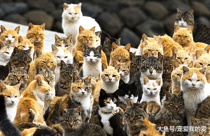 中国吃货都不吃的猫肉，越南人情有独钟，一年吃掉400万只