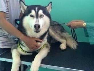 把二哈送去宠物店美容, 店长打电话过来: 这不是二哈, 是大爷