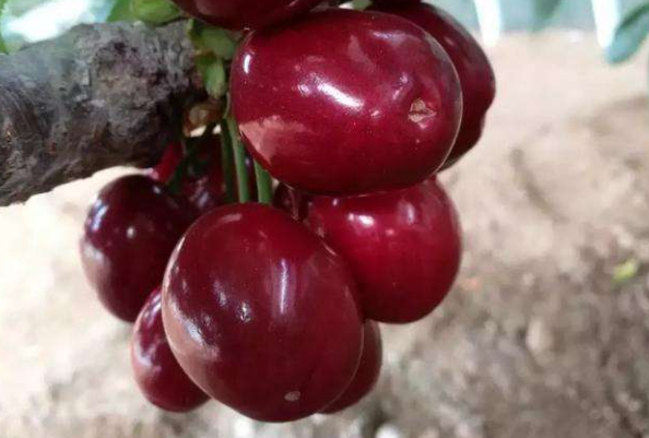 樱桃，想果实颜色好、卖相好，来学习一下