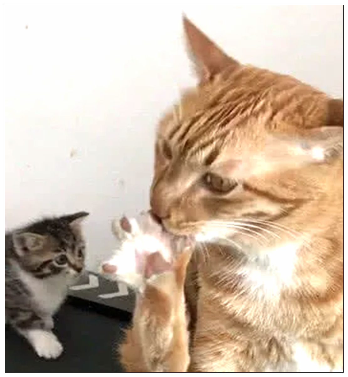 男子看见猫咪在舔脚，感觉有些不对劲，走近一看瞬间傻眼了！