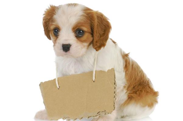 想要买纯种犬种？其实如果你不知道怎么去辨别，还是很容易被坑的