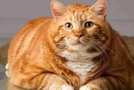 橘之大, 一手抱不下, 为啥橘猫都这么胖? 其实理由很简单
