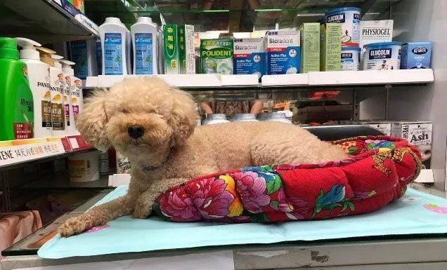 店主不做生意和客户吵起来，竟是因为客户对着狗说了“两个字”