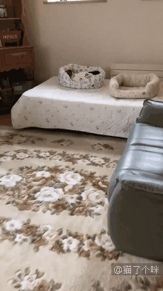 猫猫没错，是人类不该把东西放到猫猫想睡觉的地方