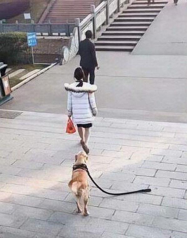 女主人生气扔掉了狗绳, 狗子很焦急, 叼起狗绳就追: 乖! 别生气