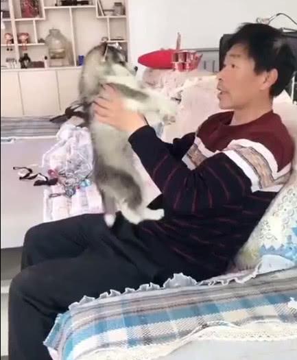 爷爷跟哈士奇讲道理被尿一身, 二哈大吼: 再啰嗦我尿你脸上!