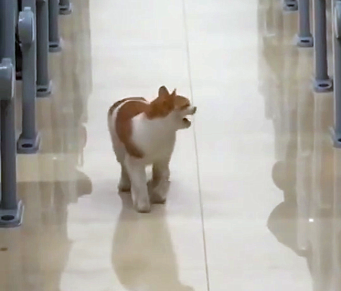 学生考试, 猫咪跑进教室巡视, 猫: 谁敢作弊就挠谁……