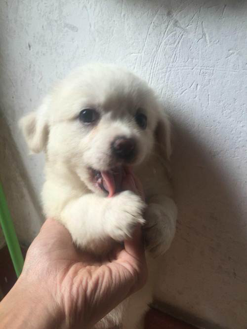 “土狗”也分很多少种，对中华田园犬你了解多少