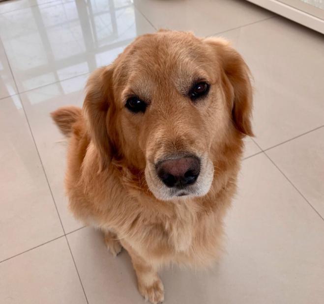 金毛容易有这四种坏习惯，大多是铲屎官惯的，第三种很难改正过来