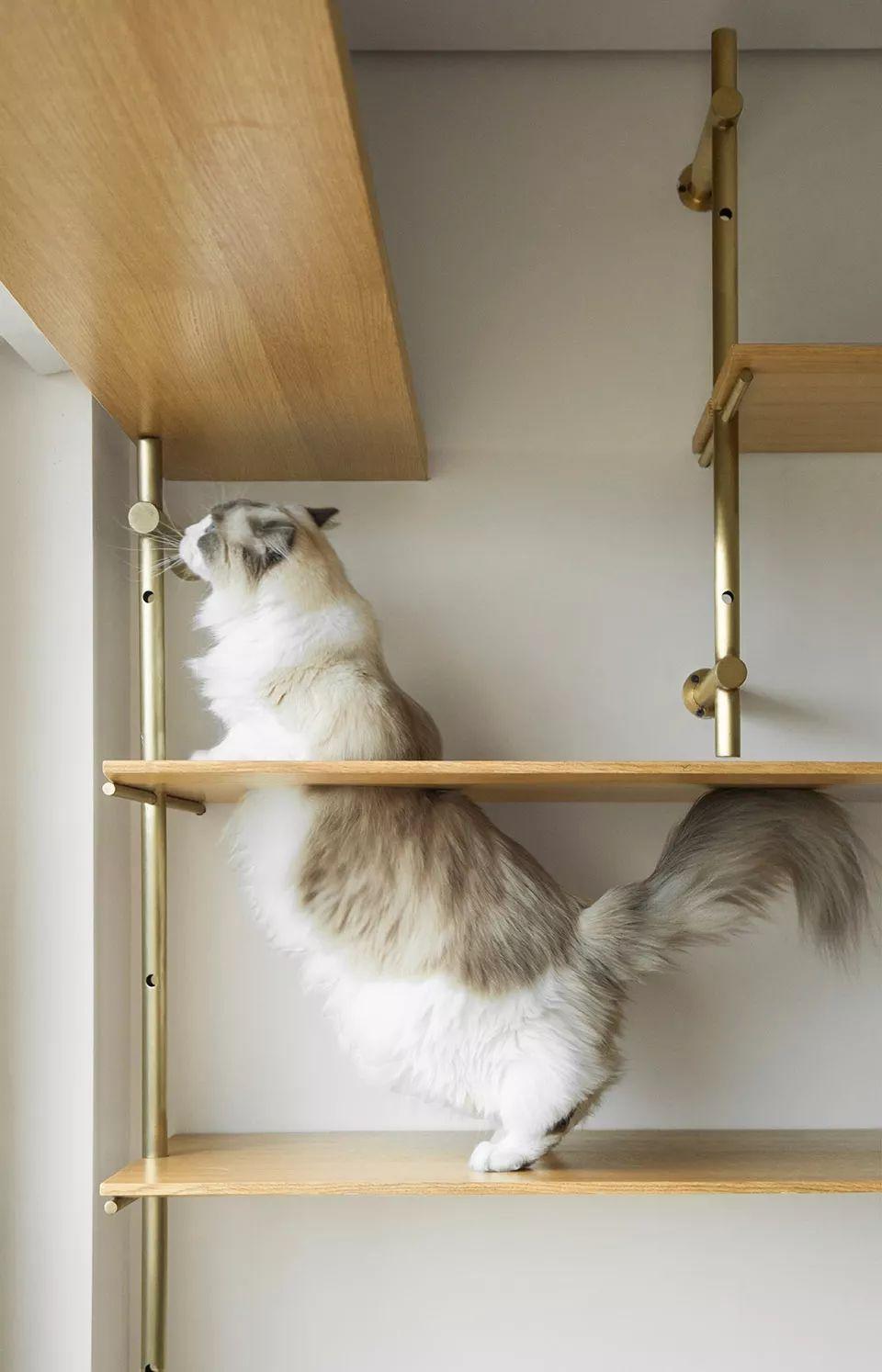 40㎡现代公寓, 一人一猫一居室, 简单情趣好舒适