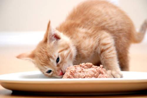猫咪不爱喝水易患上肾衰竭，三个小技巧让猫咪爱上喝水