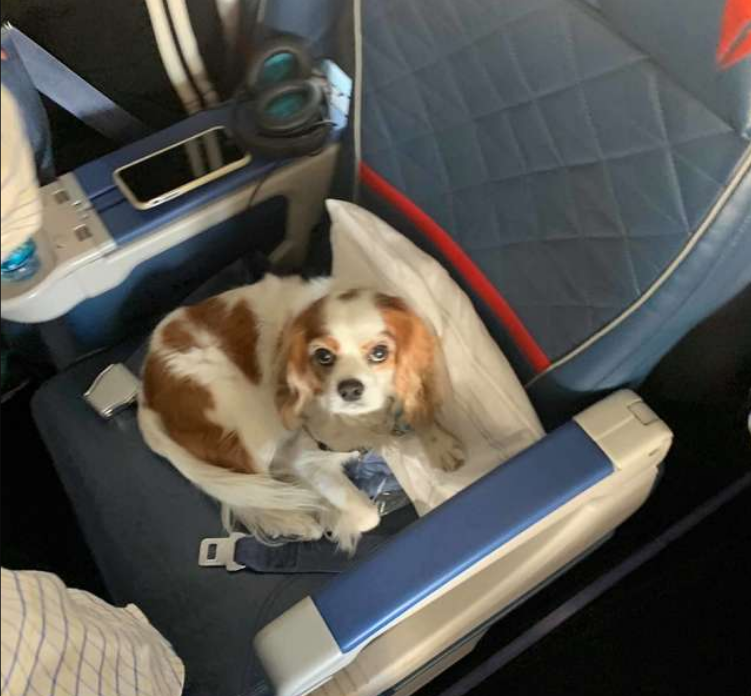 狗狗坐在飞机头等舱里，引来乘客好奇观望，狗：主人给我买了票