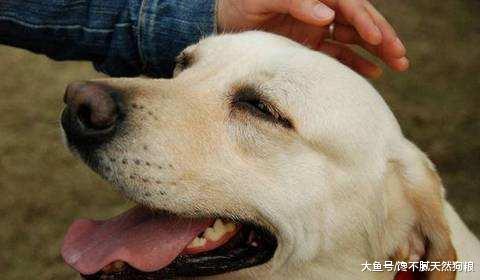 在狗狗眼中, 摸头有这5个含义, 不熟悉的别犯错!