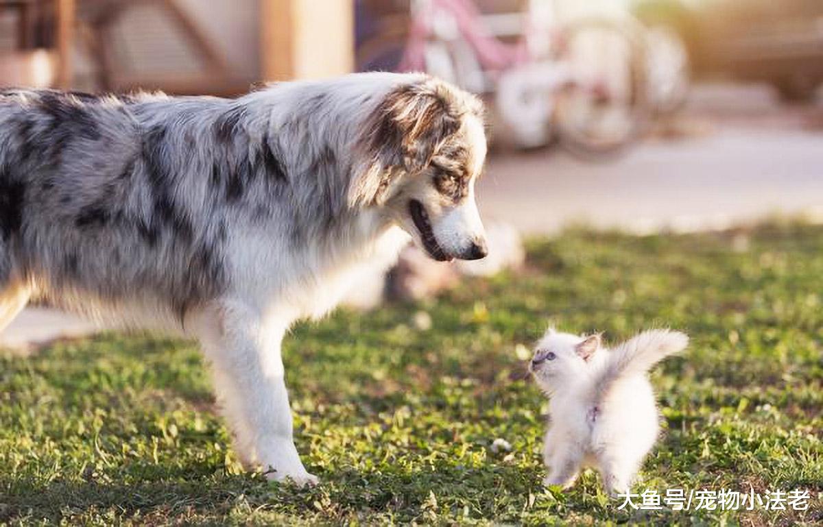 都说狗害怕猫，主要就是因为打不过它？其实是你被表象给误导了