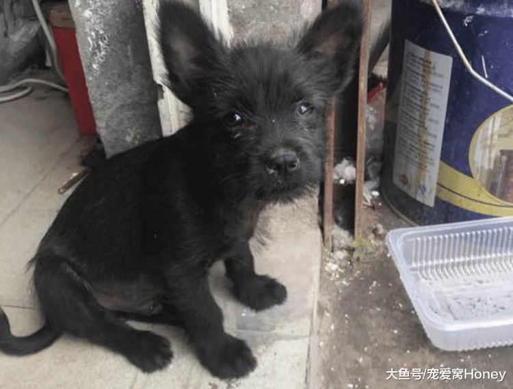 土狗旺旺，下輩子別再做土狗了！