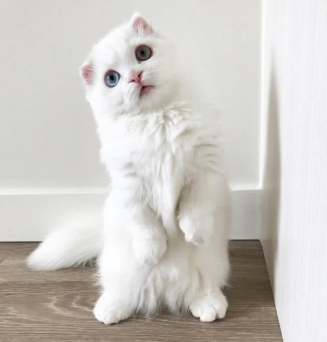 网友晒一只猫咪萌照，果然只要长得漂亮，其他什么事都不是事了