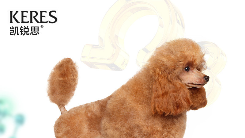 贵宾，泰迪等小型犬用什么狗粮好？