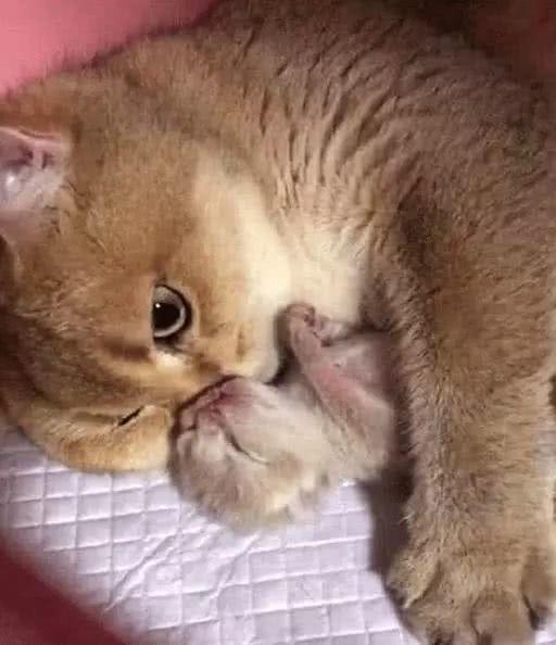 猫咪怀孕一窝只生一只，紧紧抱着不撒手，愁坏了小姐姐！