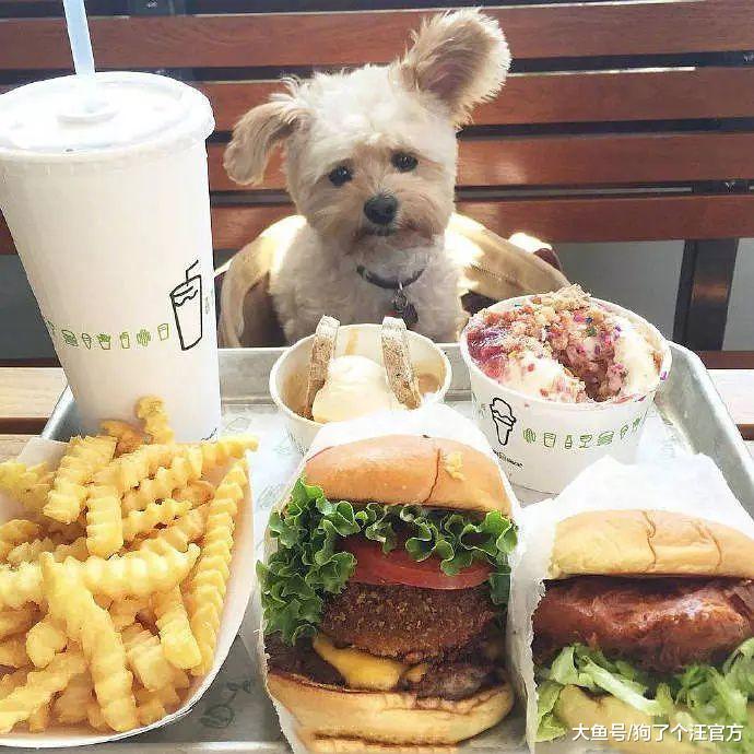 混夜市的狗果然不简单