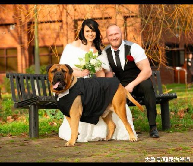 狗狗患癌只剩3个月时间，主人将婚礼提前举行，让其见证她的幸福