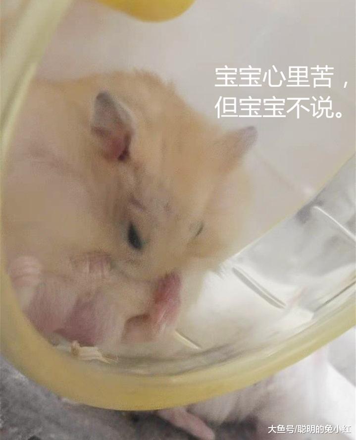 仓鼠想吃蝎子却打不过，转头看上了金龟子，结果让它怀疑鼠生