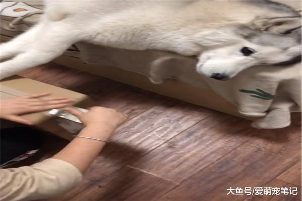 网友打包快递没剪子，就用哈士奇的牙齿解决，汪：为这家付出太多