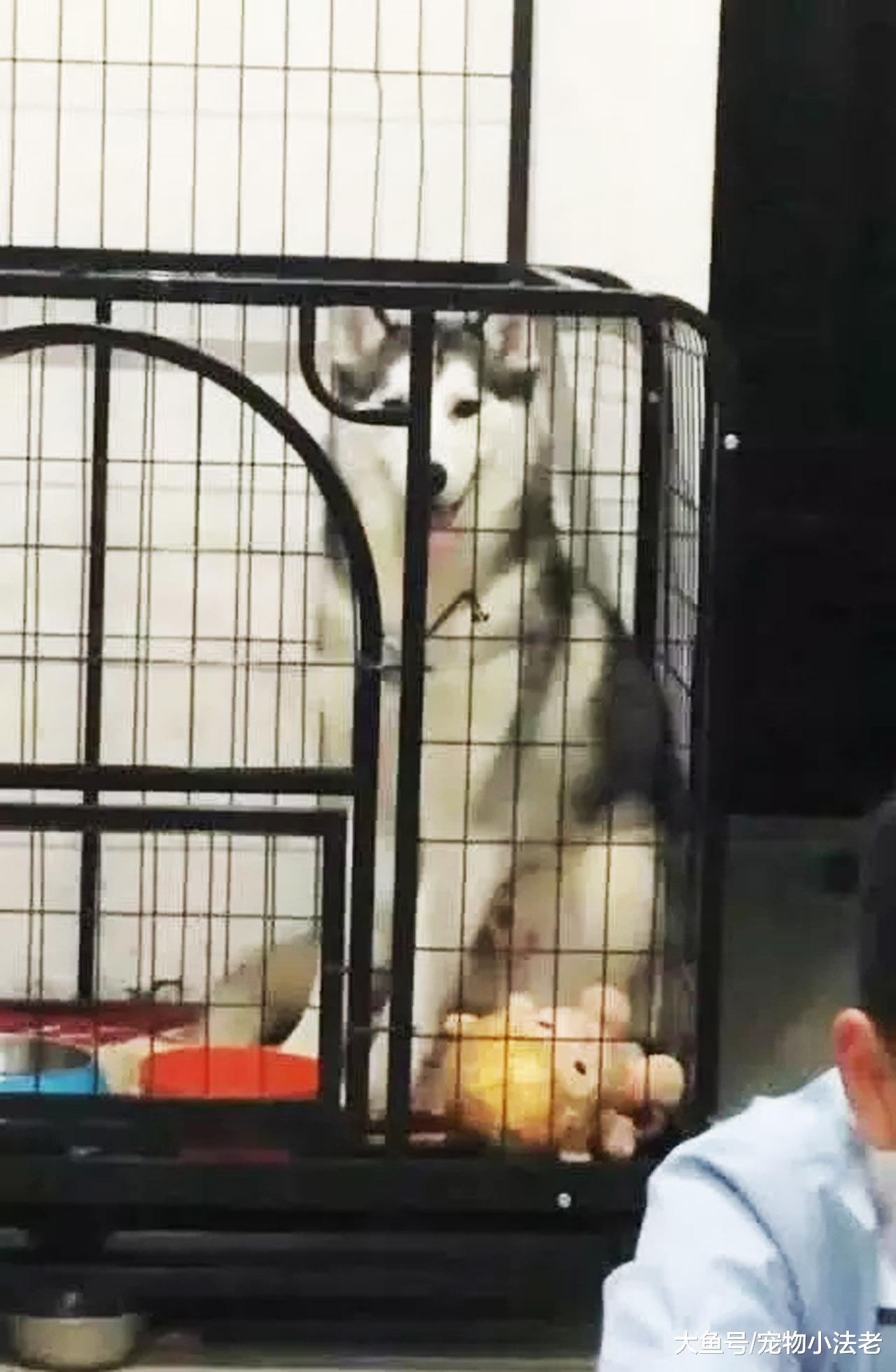 小主人花3小时写的作业，被哈士奇咬得稀碎，结局反转让人暖心！