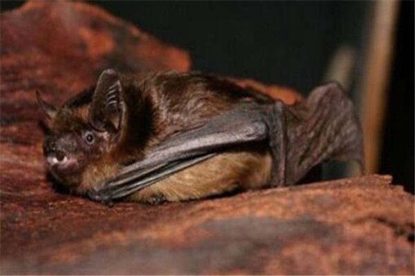 世界10大最懒的动物，国宝大熊猫成功上榜，你觉得它们懒吗？