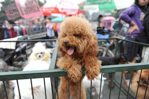 宠主选狗要注意，这6种狗千万不能选