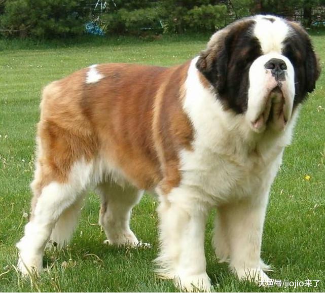 小狗离奇中毒死亡，悲伤的母亲彻查真相却意外发现了儿子的小秘密