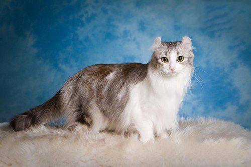 世界10大最奇特的猫品种, 第五眼睛如宝石, 第七长着一张狗脸