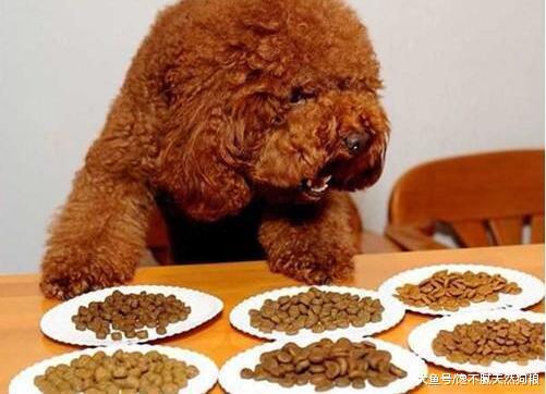 冬天饲养泰迪犬, 劝你别犯这5大禁忌, 对它有害!