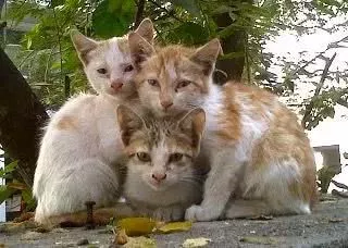 他拍摄的流浪猫，个个儿都生龙活虎，快活得让家喵羡慕……