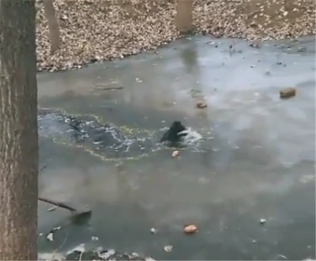 泰迪掉进河里出不来, 主人拿出铁锹施救, 最后的结局暖心了……