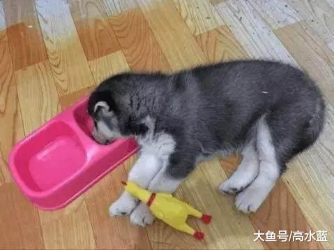 小哈买回来之后 连续喂了两大碗狗粮 哈士奇躺下就再也没起来