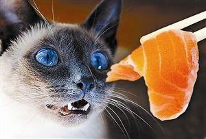 猫咪究竟该如何喂养？不同阶段不同方法，时间控制很重要！