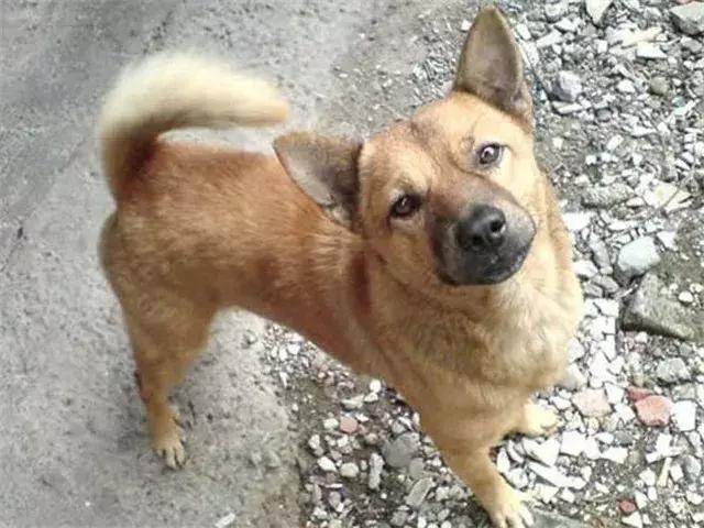 流浪狗基地被人故意纵火，她却义无反顾冲进大火中……