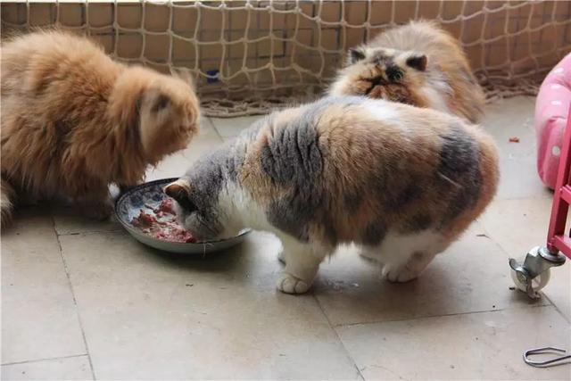 猫咪吃生骨肉常被人推崇，若不注意三点细节，那么对猫将有害无益