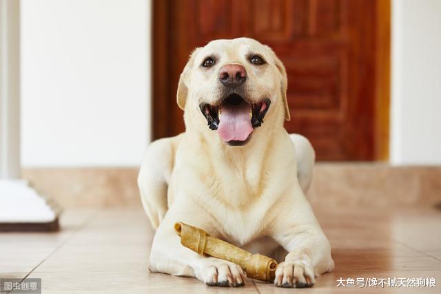 培养狗狗独立性，在家不吵闹，有这5个妙招