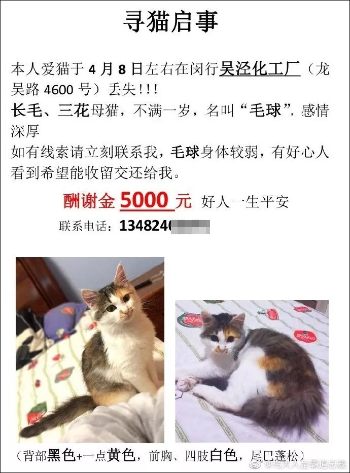 “我的猫被男友父母扔了，帮找回者酬谢5000元！”