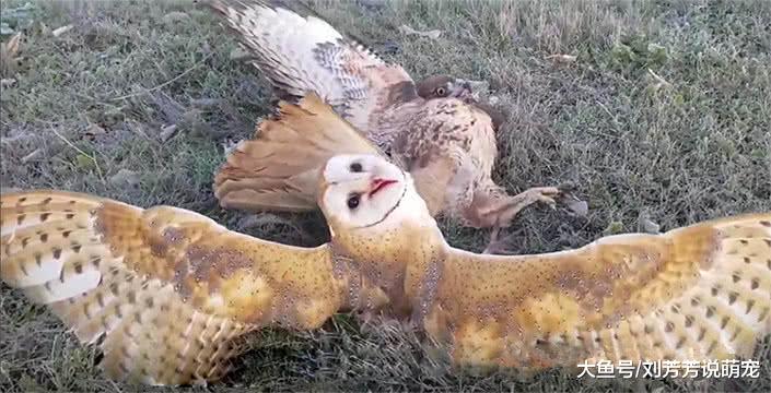 小伙养猫头鹰当宠物，这天看它抓到的猎物，小伙都愣住了！