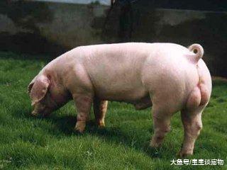 农村常说：“猪来穷，狗来富，猫来头上顶白布”是什么意思？