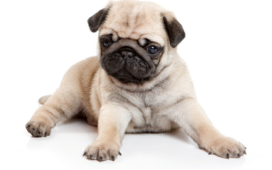 改善宠物健康的方法