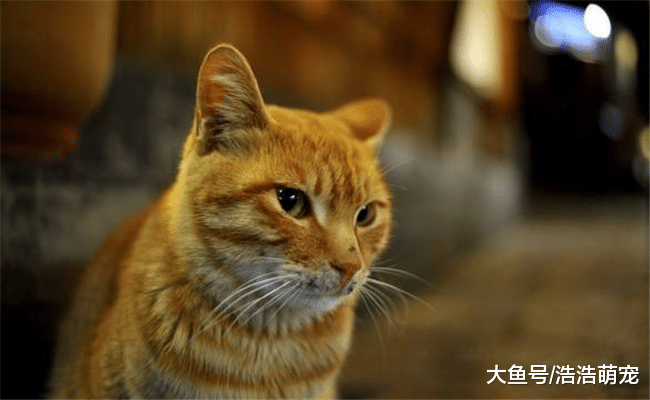?不知道養貓還是養狗？了解養貓的5個好處后，你決定了嗎？