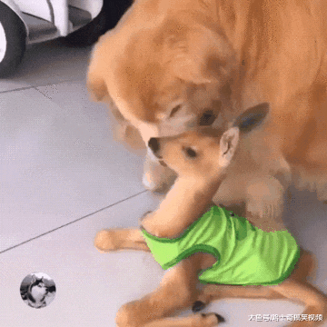 金毛救了只小鹿，过着“没羞没臊”的生活，主人都要羡慕了