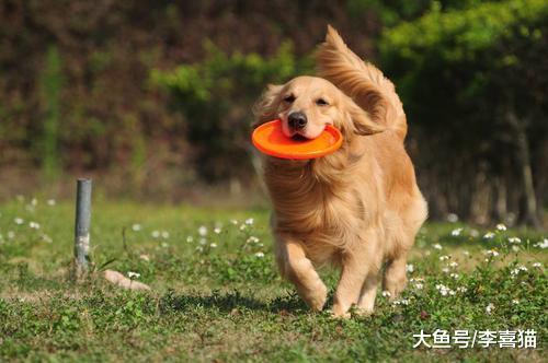 长寿狗狗均具备的四大要点，铲屎官学会后令爱犬不见老态