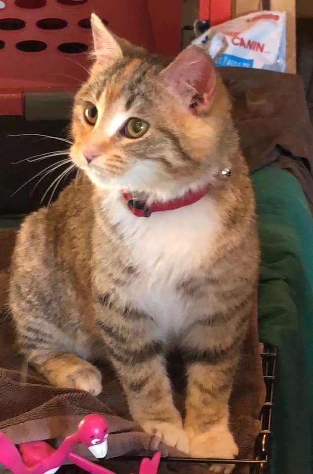 有問題找消防，聰明貓咪為避寒向消防局求助，獲消防員收留救助