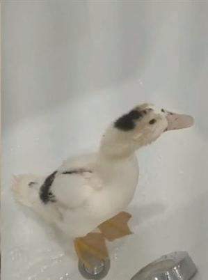 台风天捡到一只特殊的小可爱，它咚咚敲门：我饿了！