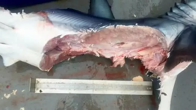 2只大白鲨激战，4米鲨鱼被拦腰咬掉一大块肉，鲨鱼天性会吃同伴