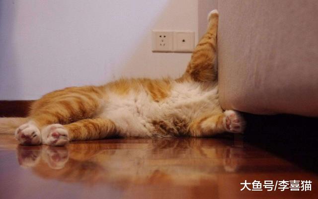 宠物越养越多背后的秘密，谁让铲屎官无法拒绝这四点益处的诱惑？